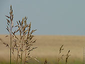 Prairie Wheat Fields Landscape Photo Manitoba 