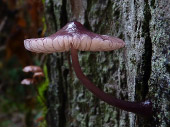 Purple Mushroom Photo Stanley Park Vancouver 
