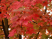 Autumn Maple Trees Landscape Photo