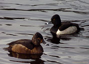 Ring Necked Ducks Pair Photograph Vancouver Canada