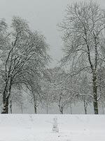 Snow Landscape covered Trees & Snow Man Photograph Stanley Park Vancouver BC