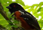 Spotted Toehee Songbird Photo Delta / Vancouver BC Red eye song bird black and orange black beaked bird