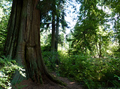 BC Forest Photo Red Cedar Huckleberries Photo 