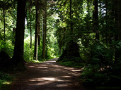 Stanley Park Nature Path Free Desktop Image Vancouver 