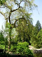 Weeping Willow Tree Photo Stanley Park Lost Lagoon Photograph