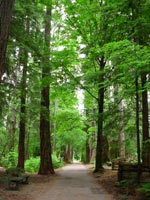 Stanley Park Temperate Rain Forest Photo Vancouver BC