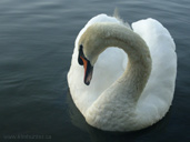 Swan Photograph Waterfowl Wildlife Photo Stanley Park Vancouver BC Canada Swan Photo