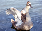 Mute Swan Stanley PArk ancouver BC Waterfowl Photographs