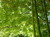 Bamboo & Vine Maple Free Landscape Desktop Images 