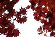 Vine Maple Autumn Desktop Landscape Photo 