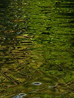 Abstract Water Landscape Photo Lost Lagoon Vancouver