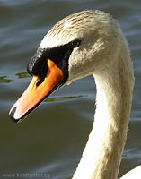  Swan Photograph Lost Lagoon British Columbia Canada