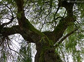 Weeping Willow Photo Moss Covered Trees Vancouver 