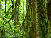 Moss Covered Trees Rainforest Landscape Photo 