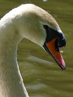 Mute Swan Photo Vancouver Canada Stanley Park 