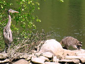 Wildlife Photo Great Grey Heron with Racoon Vancouver BC Stanley Park Wildlife Photo