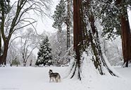 Winter Landscape Photo Desktop Stanley Park Vancouver Canada 