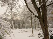 Winter Landscape Photo Snow covered Trees Photograph Stanley Park Vancouver BC Artist / Designer Kim Hunter / Indigo.