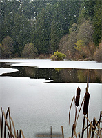 Lost Lagoon Canadian Winter Landscape Photograph