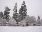 Winter Snow Covered Trees Photo Stanley Park Vancouver BC Canada