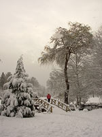 Winter Photo Snow covered Trees with Small Wooden Bridge Photograph Stanley Park Vancouver BC Artist / Designer Kim Hunter / Indigo.