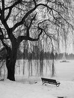 Winter landscape photo Snow covered weeping willow tree Vancouver Stanley Park winter snow photograph by Kim Hunter