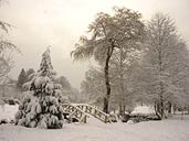 Winter Photo Snow Covered Trees with Small Wooden Bridge Photograph Stanley Park Landscape Vancouver BC Artist / Designer Kim Hunter / Indigo.