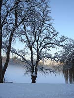 Winter Snow Covered Trees Photograph Stanley Park Vancouver Canada Misty Lagoon Winter Lake Photo