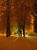 Snow Covered Trees Stanley Park British Columbia