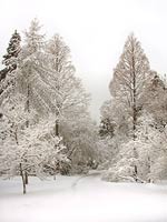 Winter Wonderland Landscape Photo Stanley Park Vancouver Canada 