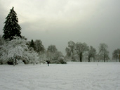 Winter Landscape Photo Snow covered Trees Photograph Stanley Park Vancouver BC Artist / Designer Kim Hunter / Indigo.