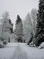 Winter Snow covered Trees Photo Stanley Park Vancouver