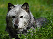 wolf_photo_grouse_mountain.jpg