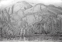 BC Canada Temperate Old Growth Forest Landscape Sketches Conservation Art pencil on paper 