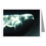 Beluga Whale Canada Art Cards, Canada Whale Souvenir Greeting Cards, White Whale Canada Postcards, Souvenirs & GIfts