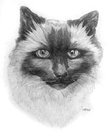 Cat Pencil Portrait Balinese