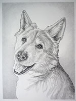 Pet Portraits Sketched Pet Portraits from Photos Custom Pencil Dog Portraits