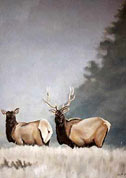Elk painting in Misty Mountains, wildlife painting Canadian Artist Kim Hunter / Indigo Commissioned paintings welcome!