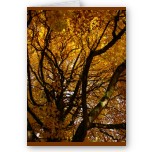 Autumn Maple Tree Blank Greeting Cards