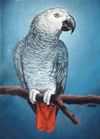 Pet Portrait from Photos Molly African Grey Parrot Painting oil on canvas Custom painted portrait by artist / designer Kim Hunter