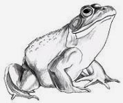 Bullfrog Pencil Sketch Frog Art Shirts and Frog Art Gifts & Bullfrog Decor