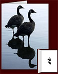 New Canada Geese Cards Personalized or Blank Canada Goose Greeting Cards 