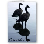 Canada Geese Cards Personalized or Blank Canada Goose Cards 