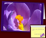 Easter Flowers Cards Personalized Crocus Cards 
