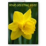 Daffodil Cards Personalized Easter Flowers Cards Classic Easter Flowers Cards 