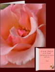 Peach Wild Rose Cards Personalized Wildflower Cards Peach Rose Cards 