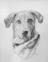 Classic Pet Portrait Sketch custom  pet dog portrait pencil drawing 