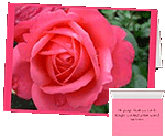 Custom Pink Rose Cards Fushia Pink Rose Cards 