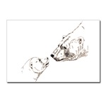 Polar Bear Postcards 8 Pack Wildlife Drawing