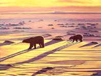 olar bears sunset oil painting, arctic Greeting Cards, Postcards, Prints, Gifts, Virgo Art Cards & Gifts, Faerie Birthday Cards Original polarbear w cub casting long shadows on the ice flows at dusk, oil painting on bristle board painting by contemporary Canadian Artist Kim Hunter / INDIGO